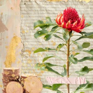 I fiori australiani